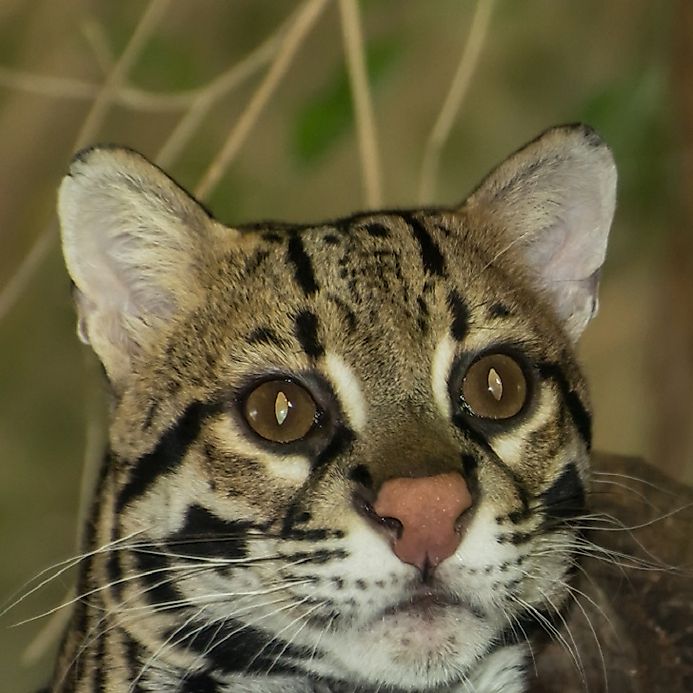 Ocelot Facts: Animals of North America - WorldAtlas.com