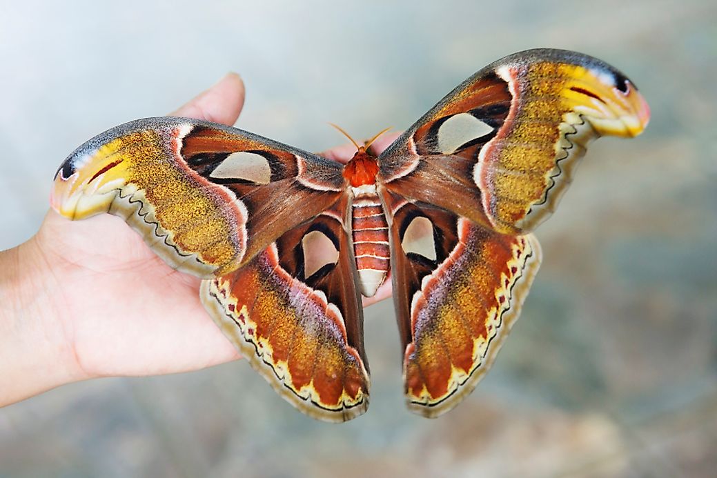 what-is-the-largest-moth-in-the-world-worldatlas