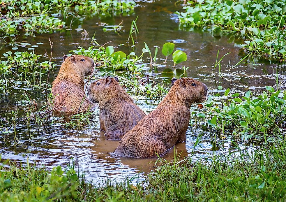 How Many Species Of Capybaras Are There?