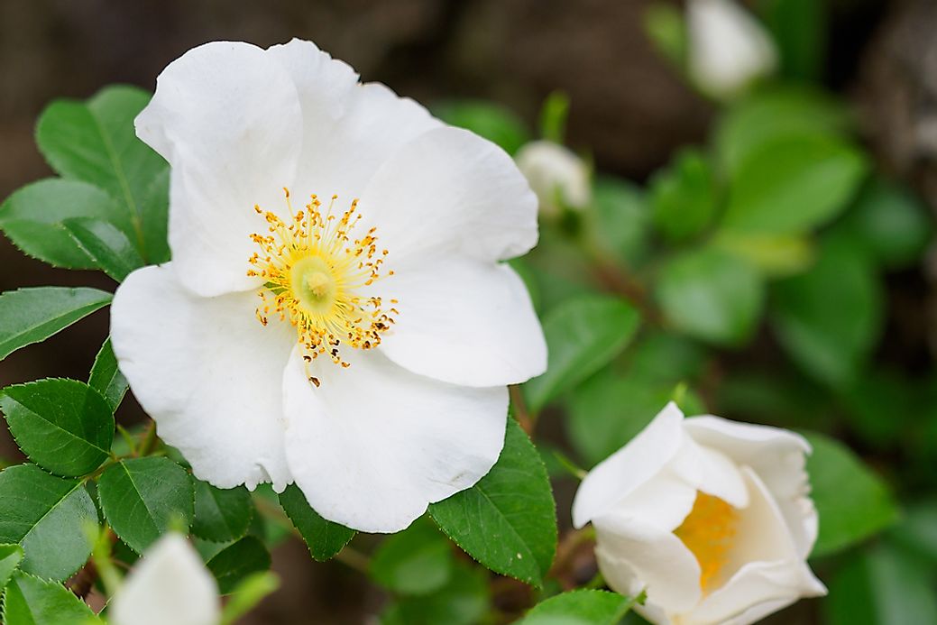 What Is The State Flower Of Georgia WorldAtlas