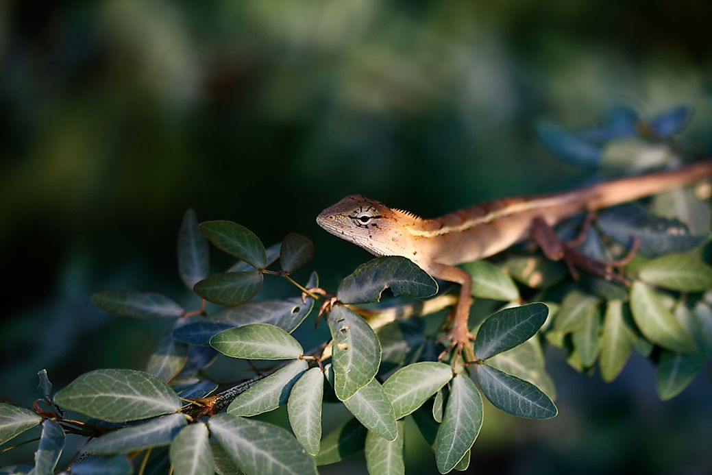 Are Lizards Reptiles? - WorldAtlas.com