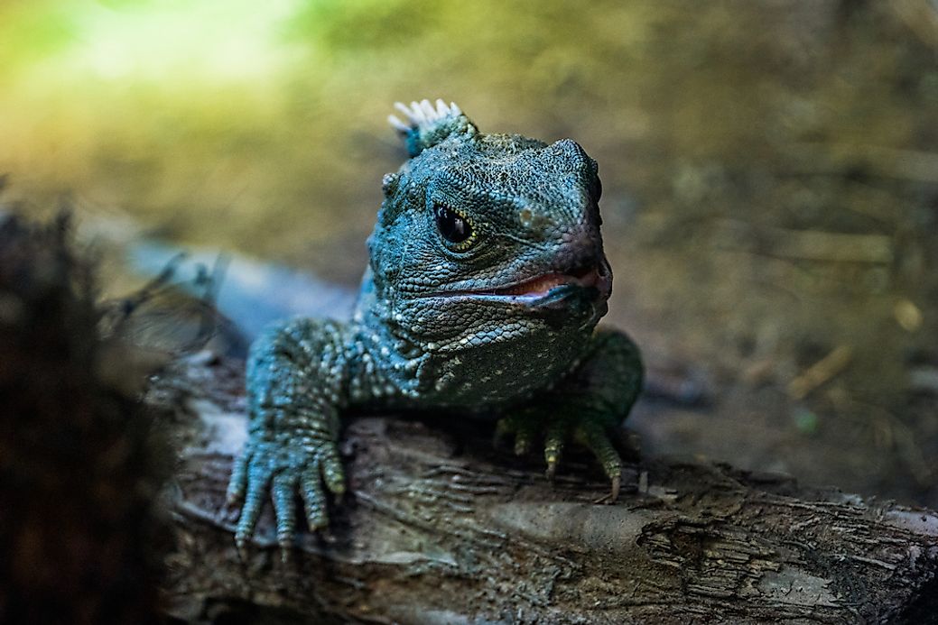 Tuatara A Unique Reptile Of New Zealand