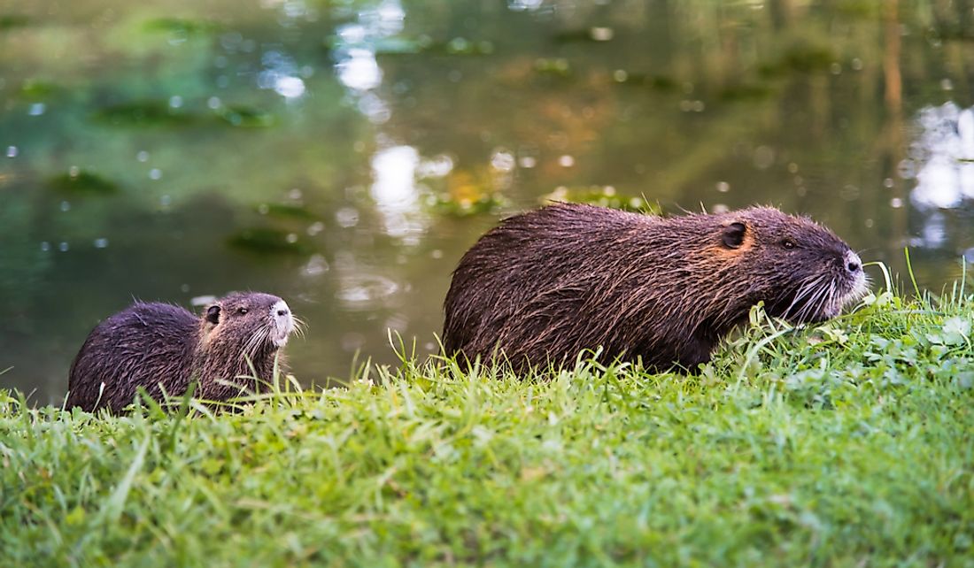 are-rodents-mammals-worldatlas