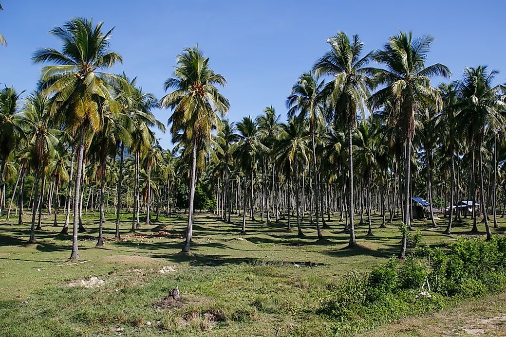 The World Leaders In Coconut Production - WorldAtlas.com