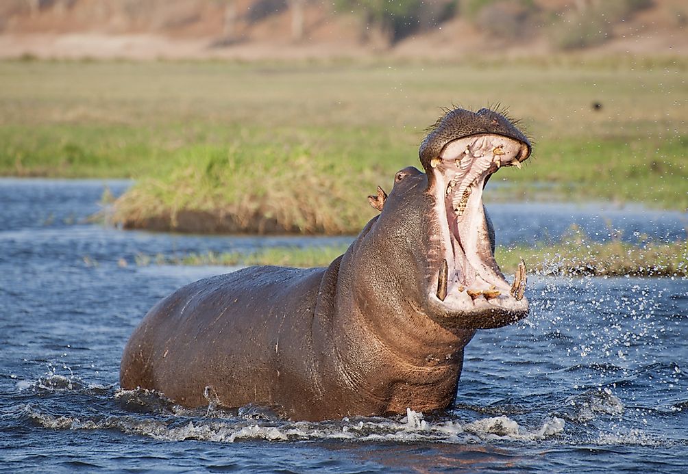 What Is A Fang And Which Animals Have Fangs? - WorldAtlas.com