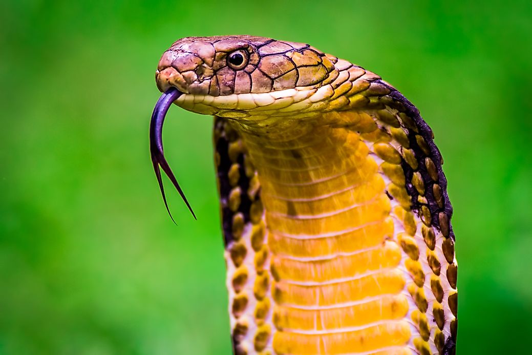 Are Snakes Reptiles? - WorldAtlas.com