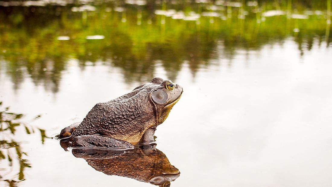 US State Amphibians - WorldAtlas.com