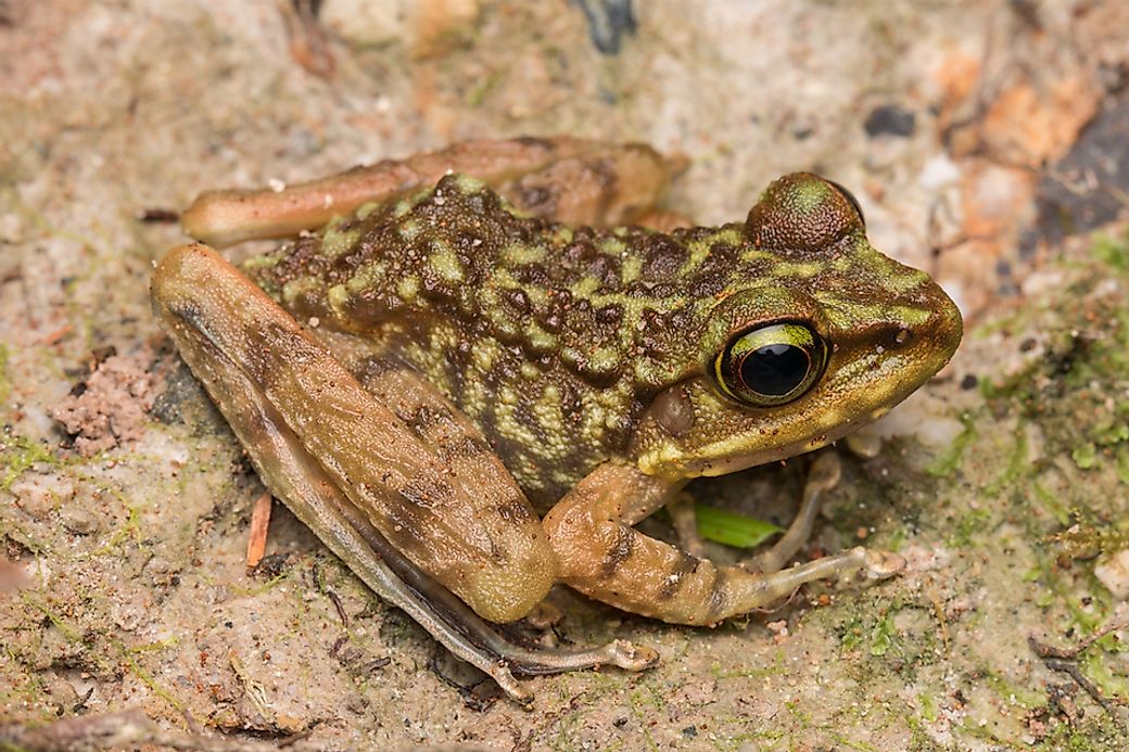 What Are Dancing Frogs? - WorldAtlas.com