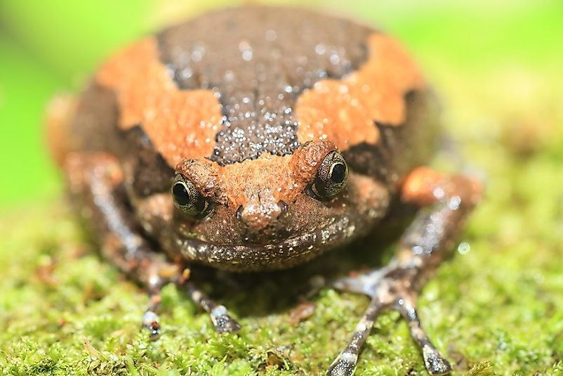 Native Amphibians Of Indonesia - WorldAtlas.com