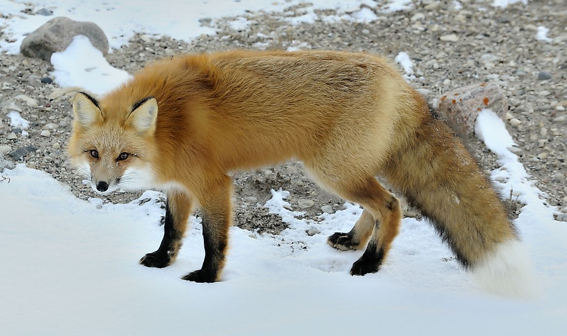 Red Fox: Animals of North America - WorldAtlas.com