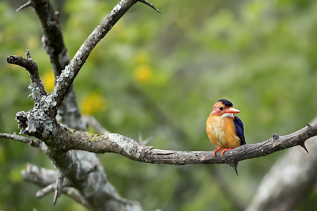 The Unique Animals of Guam - WorldAtlas.com