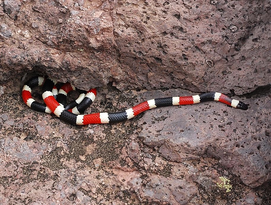 the-venomous-snakes-of-new-mexico-worldatlas