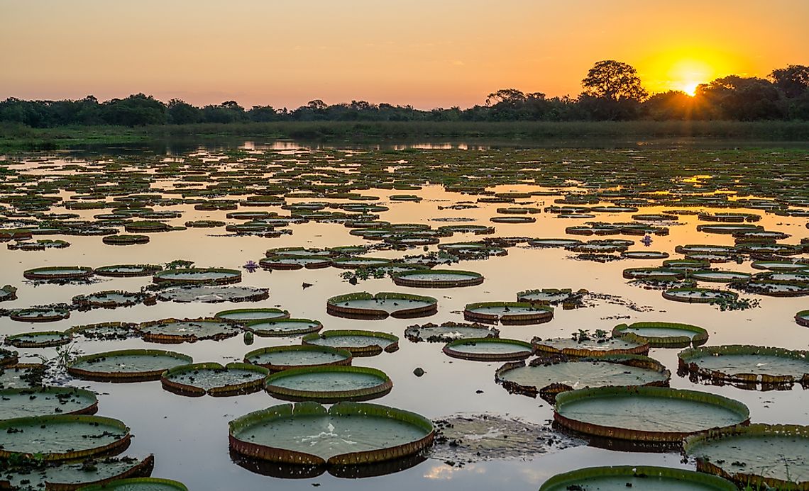 Where Is The Pantanal Natural Region Located? - WorldAtlas.com