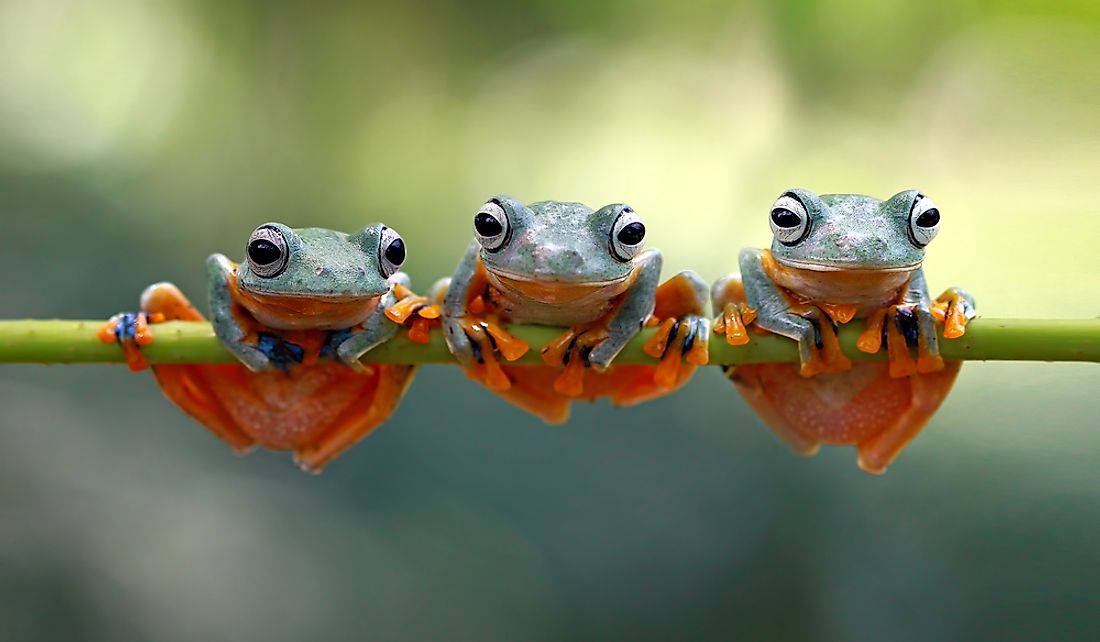 How Many Species Of Frogs Are There? - WorldAtlas.com