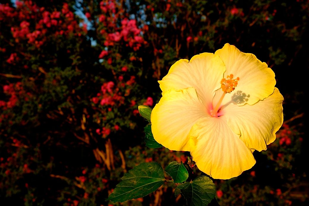 what-is-the-hawaii-state-flower-worldatlas