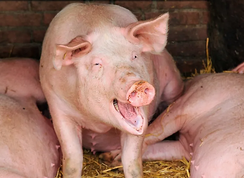 Top 15 Live Pig Exporting Countries