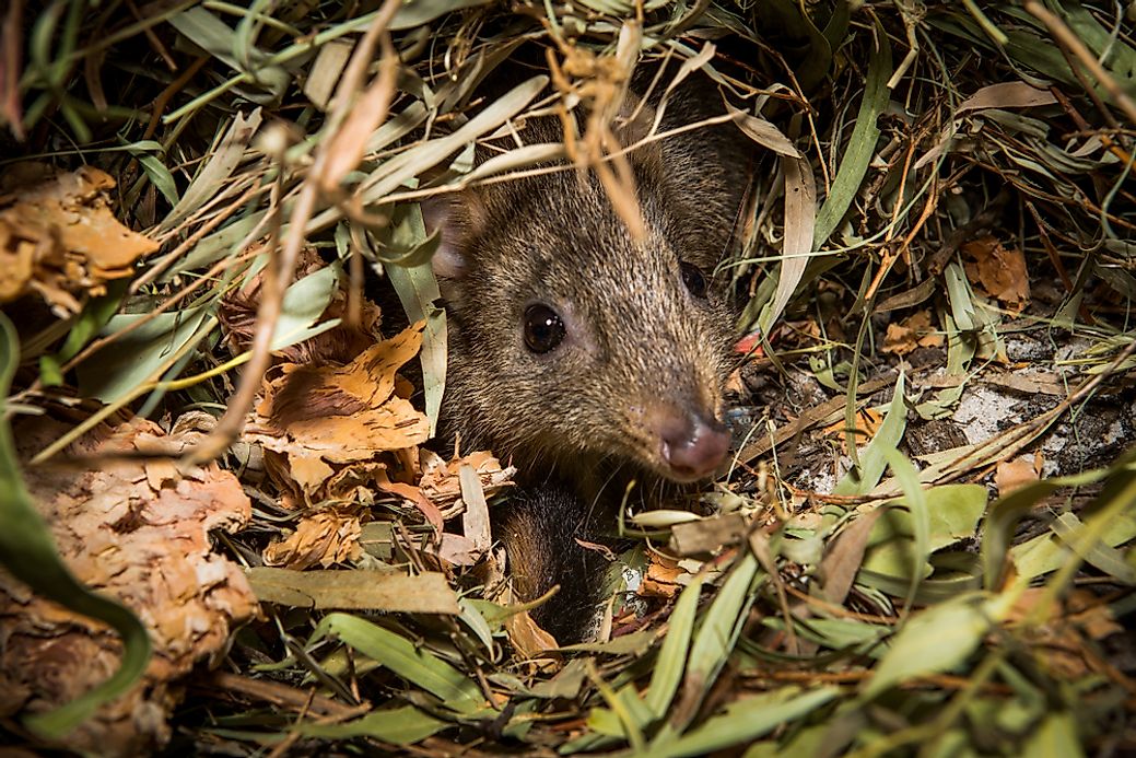 endangered-mammals-in-australia-worldatlas