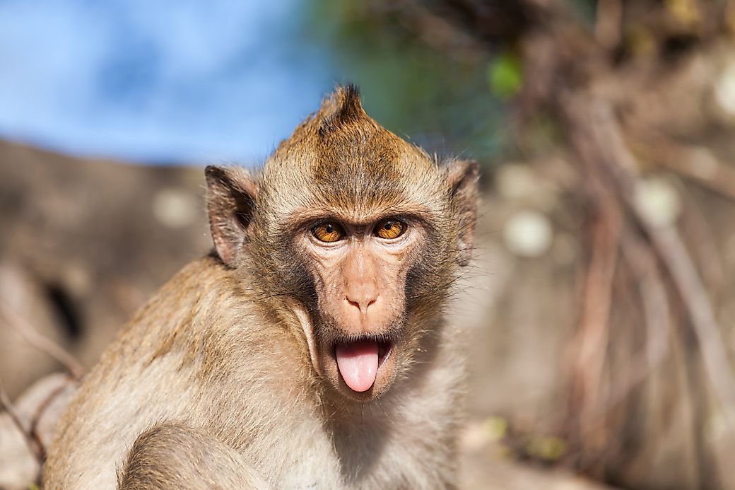 Rhesus Monkey Facts Animals Of Asia WorldAtlas