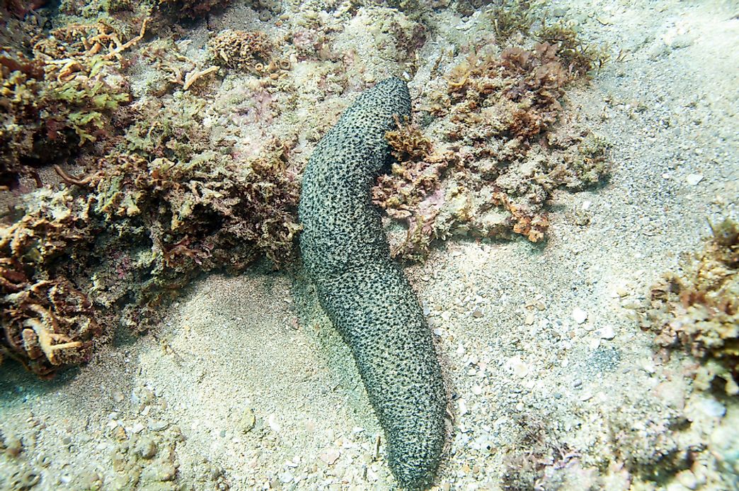 Sea Cucumber Facts - Animals of the Oceans - WorldAtlas.com