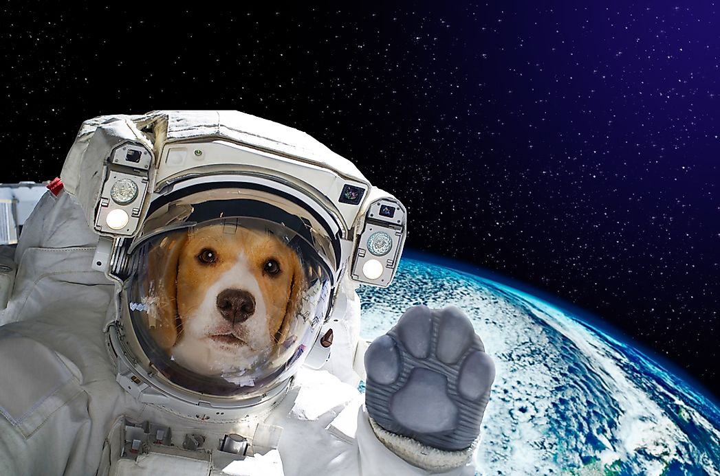 the-first-animals-in-space-worldatlas