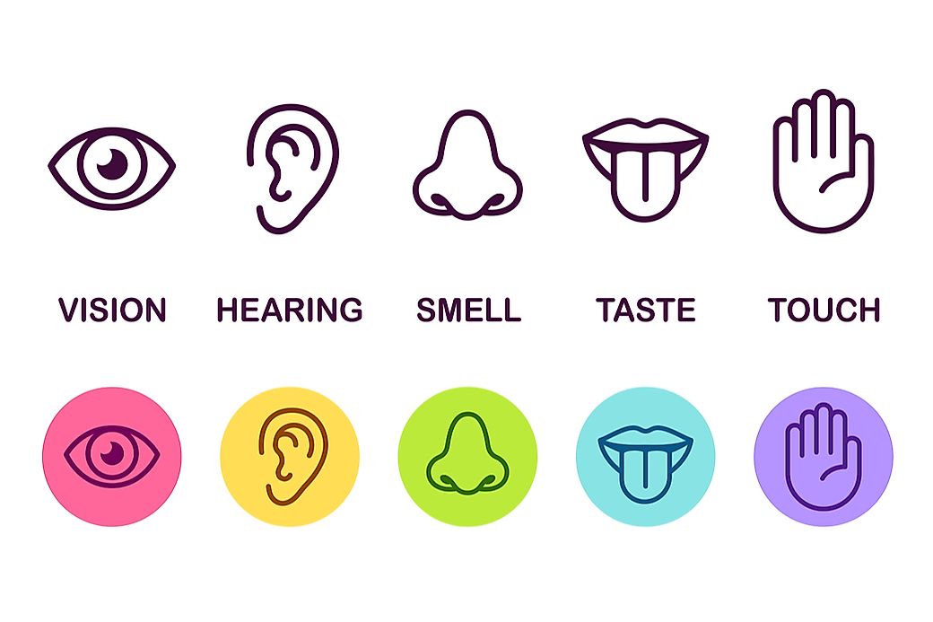  What Are The Five Senses WorldAtlas