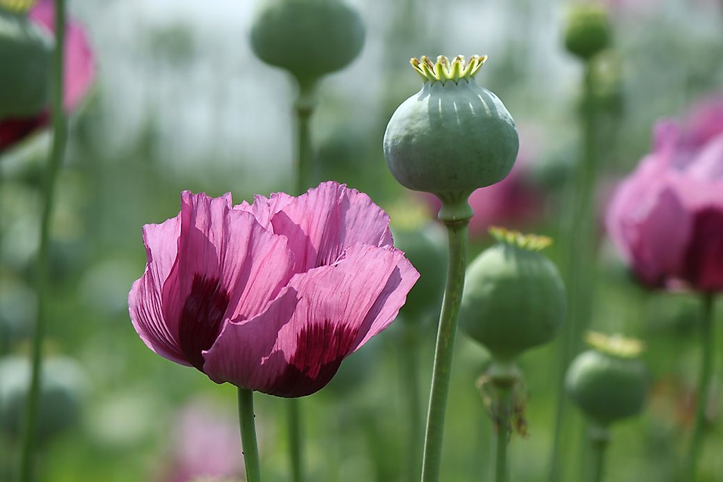 Top Opium Poppy Producing Countries - WorldAtlas.com