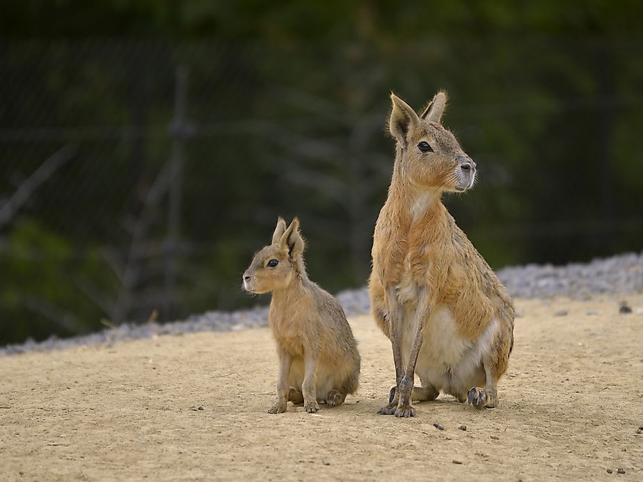 interesting-facts-about-the-patagonian-mara-worldatlas