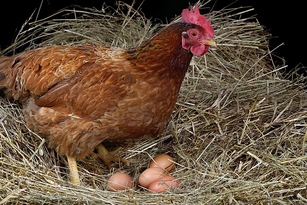 10 Us States With The Highest Number Of Laying Hens 