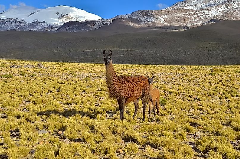 native-mammals-of-bolivia-worldatlas