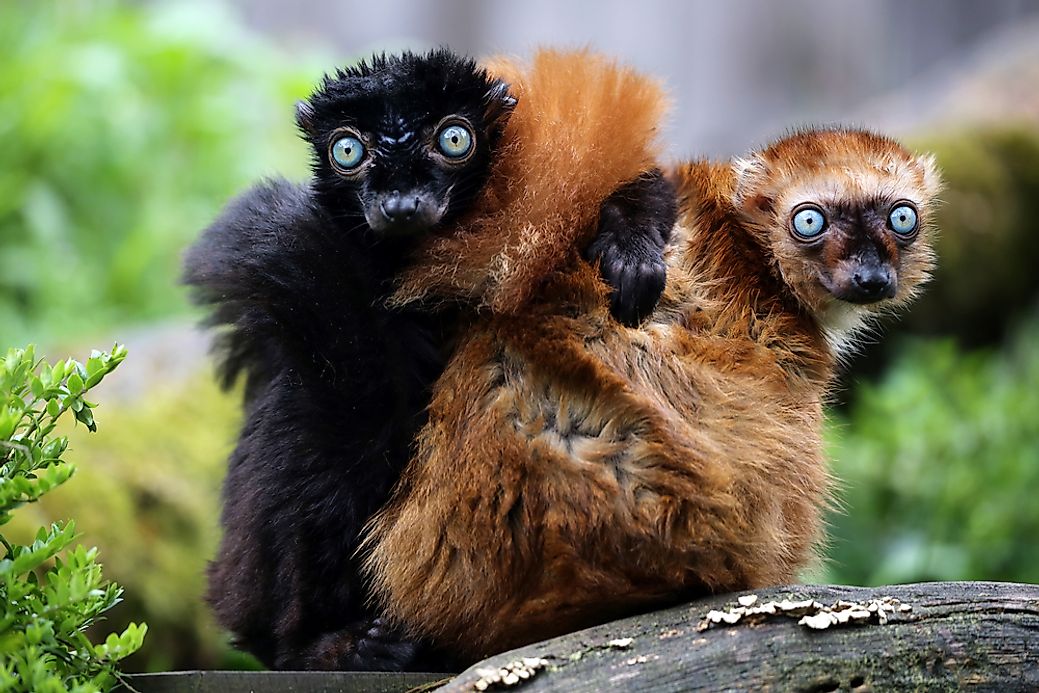 the-world-s-25-most-endangered-primates-worldatlas