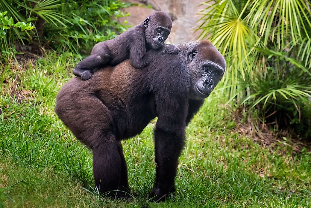 Gorilla Facts - Animals of Africa - WorldAtlas.com