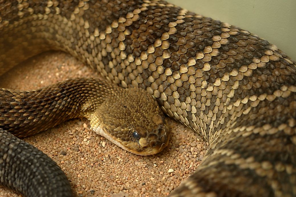 Reptiles Native to Mexico - WorldAtlas.com