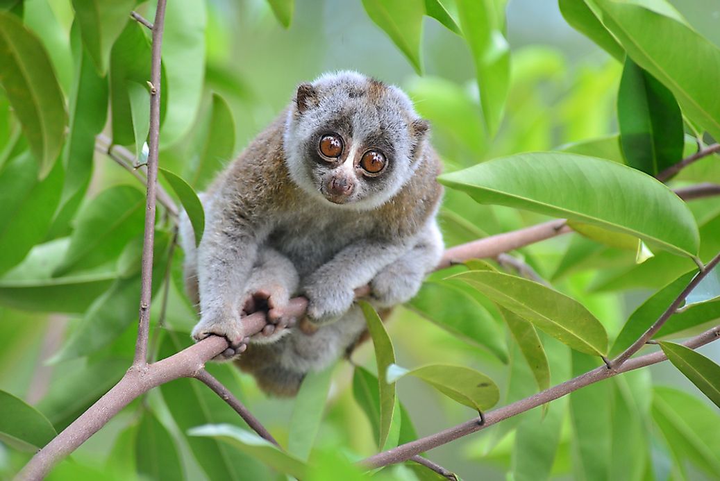 How Many Species Of Slow Lorises Live In The World Today? - WorldAtlas.com