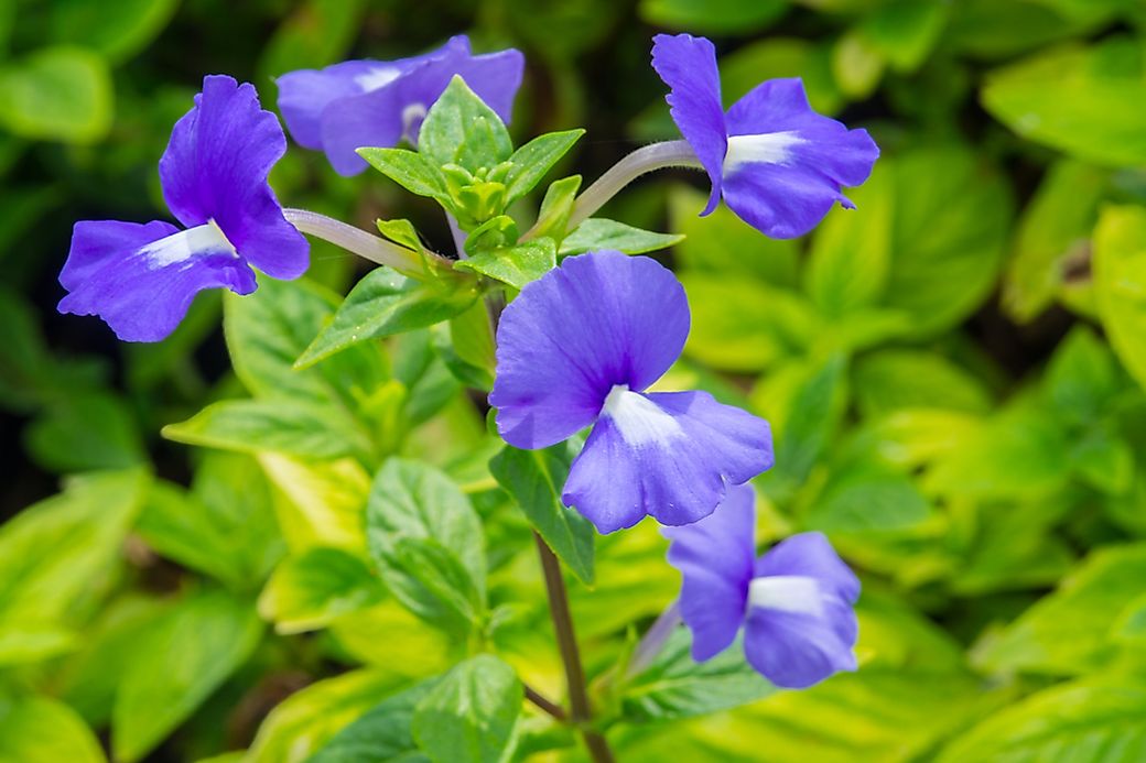 What Is The State Flower Of New Jersey? - WorldAtlas.com