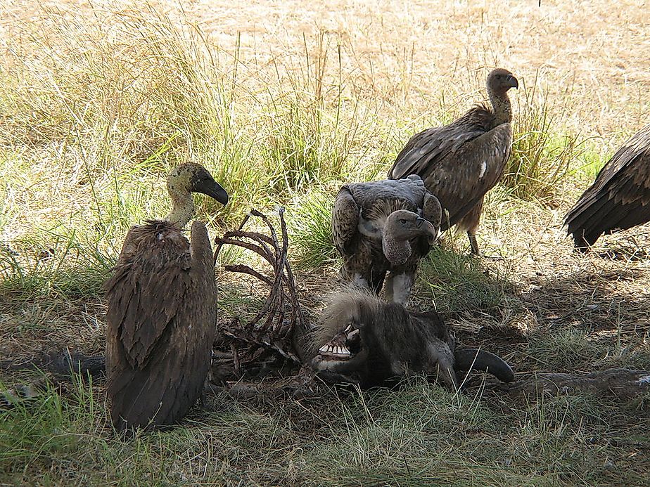 Why Are African Vultures Dying?