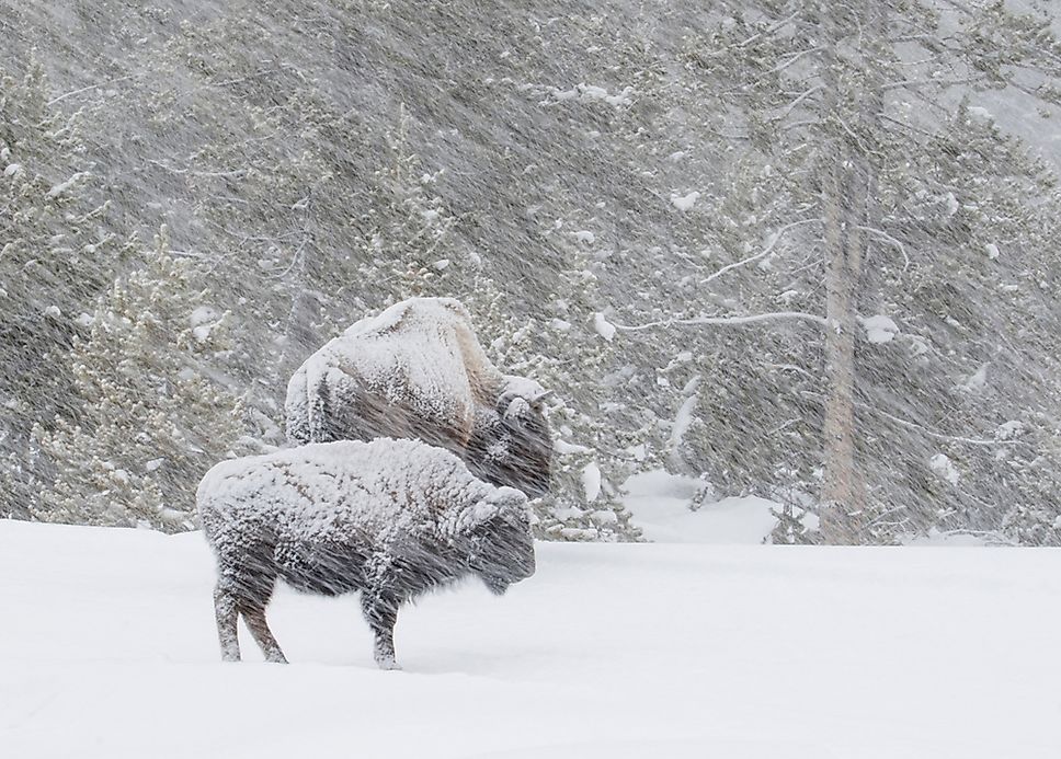 Snow Blizzard Description