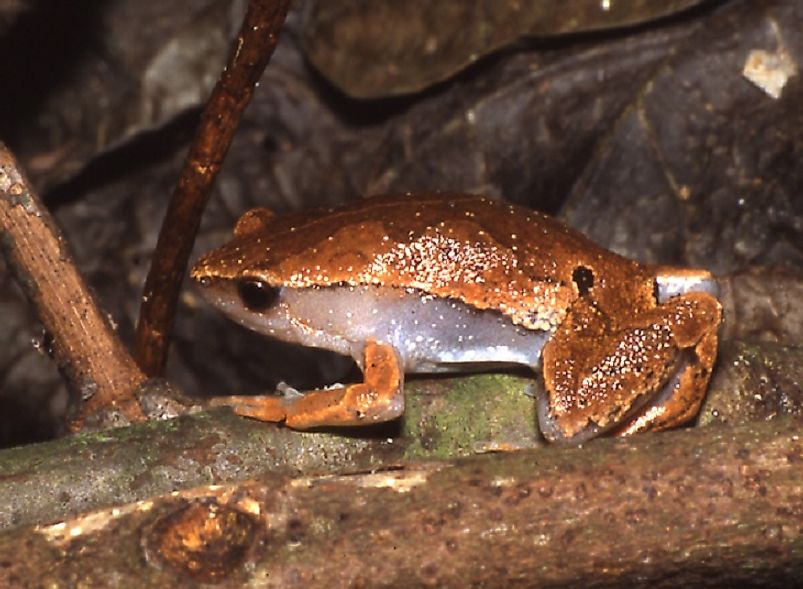 Amphibian Species Of Ecuador - WorldAtlas.com