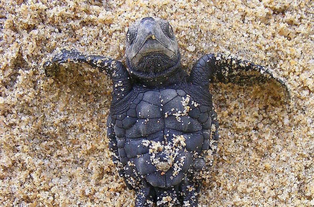 Olive Ridley Sea Turtle Facts: Animals of North America - WorldAtlas.com