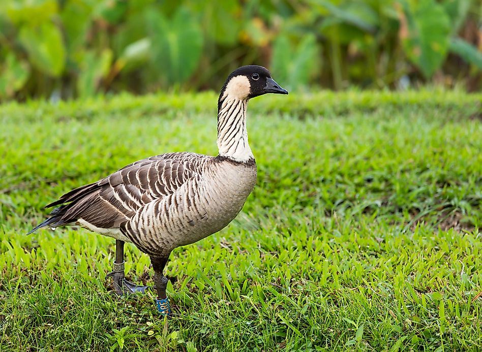 What Is Hawaii S State Bird And Flower