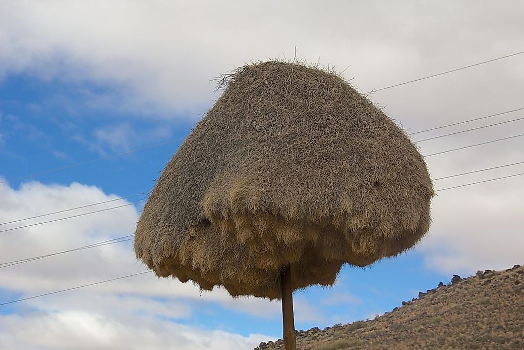 birds-who-build-the-biggest-nests-worldatlas