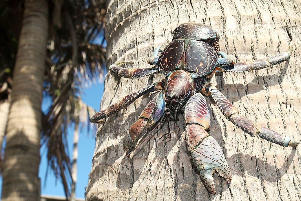 Coconut Crabs Facts: Animals of the World - WorldAtlas.com