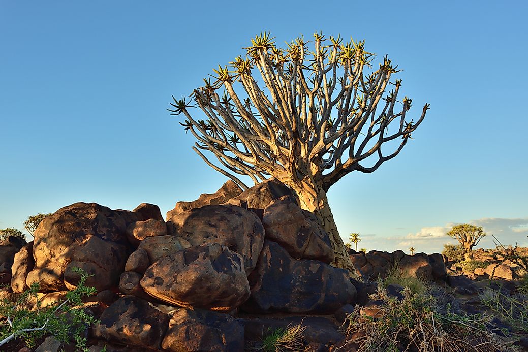 10 Endangered Species  of Trees  WorldAtlas com