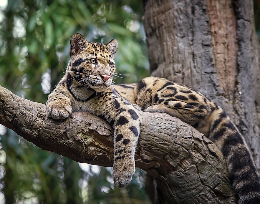 Clouded Leopard Facts: Animals of Asia - WorldAtlas.com
