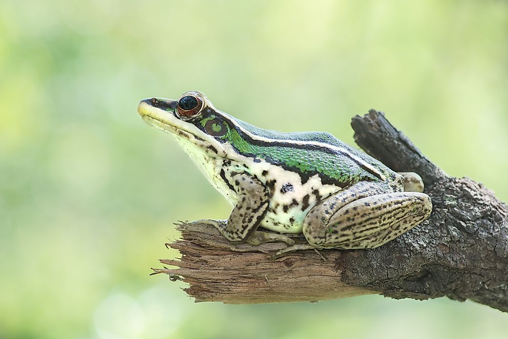 Native Amphibians Of Thailand - WorldAtlas.com