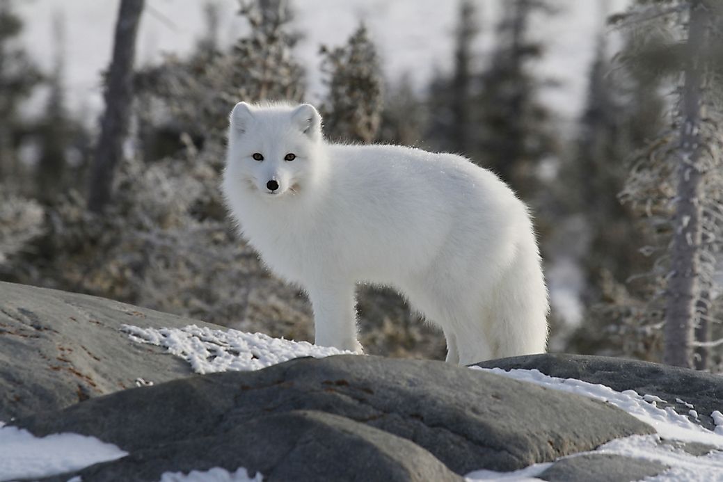 the-twelve-species-of-true-foxes-worldatlas