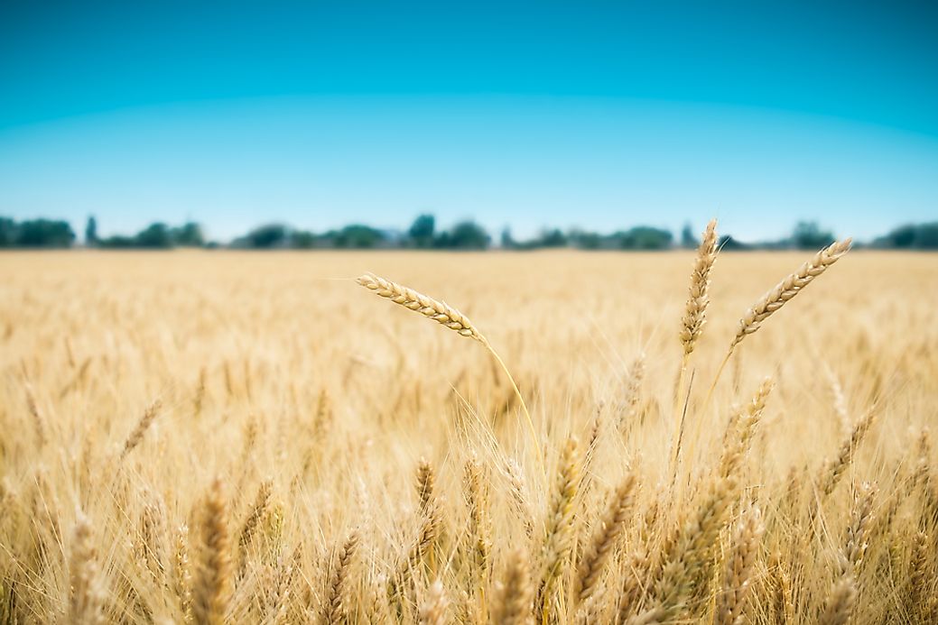 top-wheat-producing-countries-worldatlas