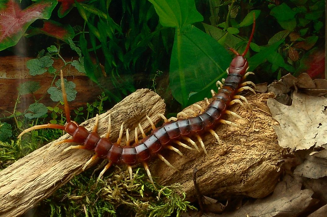 What Is The World's Largest Centipede? - WorldAtlas.com