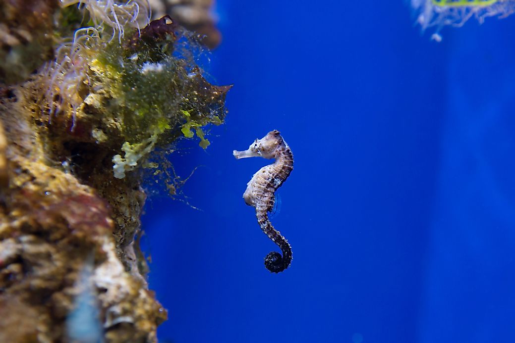 Seahorse Facts Animals of the Ocean