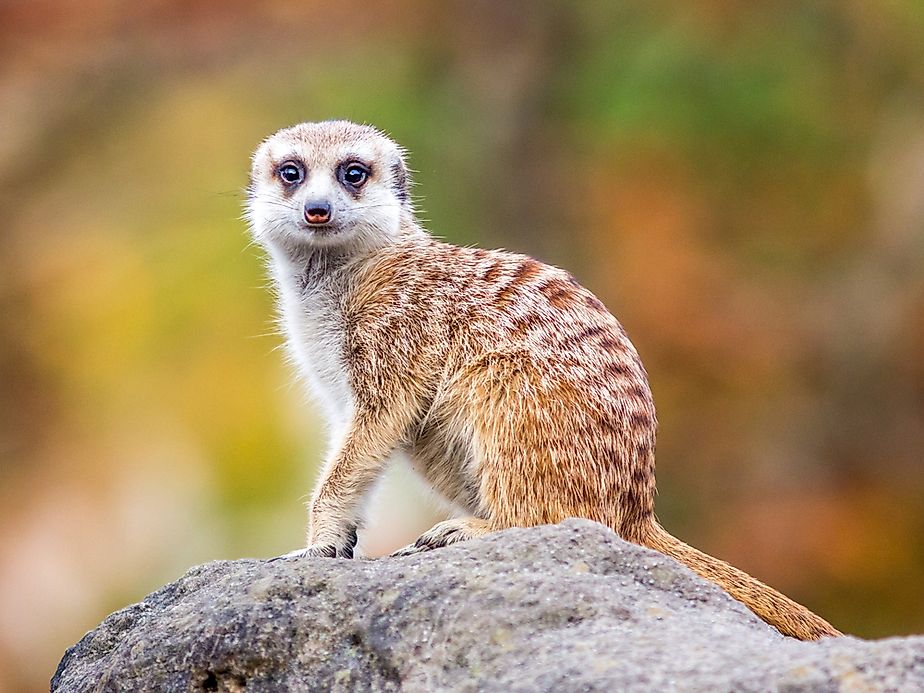 Meerkat Facts: Animals of Africa - WorldAtlas.com