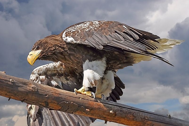 White-Tailed Eagles - Animals Of Eurasia - WorldAtlas.com